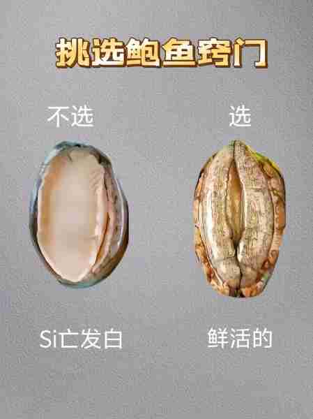 海鲜鲜活挑选必备生活常识/海鲜鲜活挑选必备生活常识图片