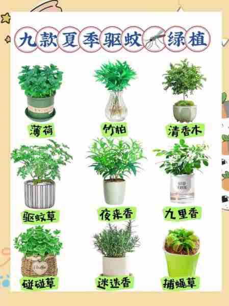 室内绿植驱蚊净化空气推荐/室内绿植驱蚊净化空气推荐哪种